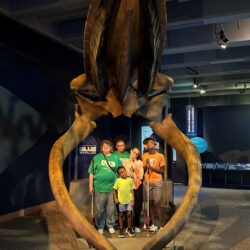 SEE Group Standing inside Jaw bone of a Blue Whale.