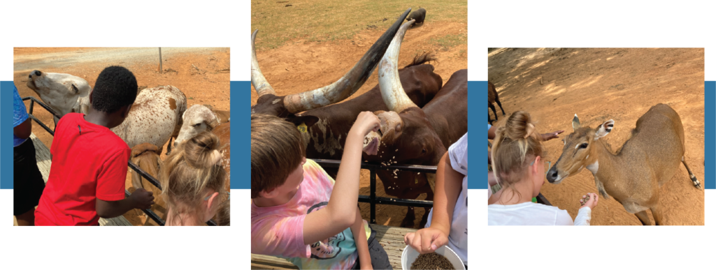 collage of photos of kids feeding farm animals