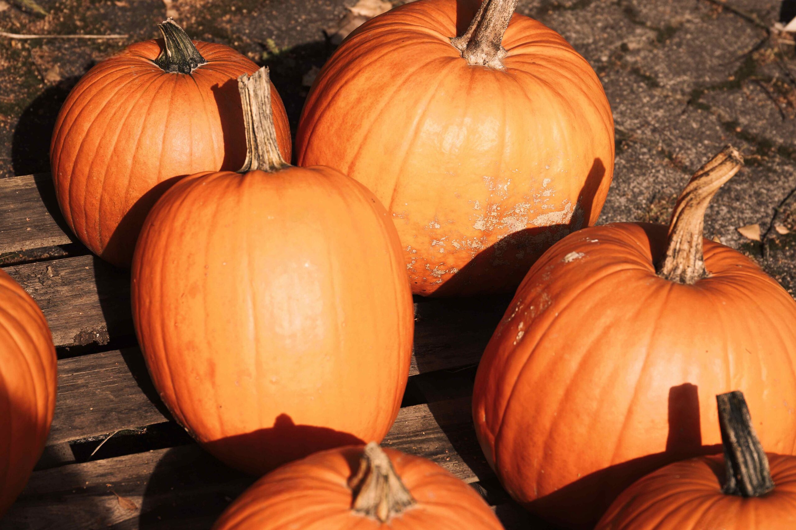 Orange pumpkins on a wood pallet 